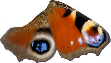 alt="Das Augenspiel der Engel">